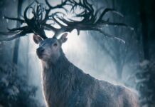 Shadow and Bone Season 1 Episode Guide shadow and bone season 1