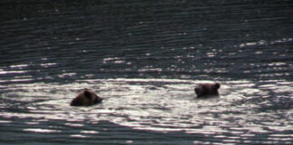 Alone Season 8 Episode 10 Release Date & Synopsis of “All In” Alone Season 8 Episode 10 Release Date & Synopsis of “All In”