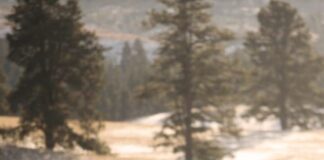 What is the best way to watch Yellowstone Season 4 Episode 9 Online? When will Yellowstone be on tonight? Everything you need to know is right here Yellowstone Season 4 Episode 9