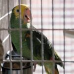 Only Murders in the Building Season 2 Episode 9: Oliver and Charles get into a fight over a birdcage Only Murders in the Building Season 2 Episode 9