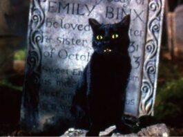 Hocus Pocus-cat