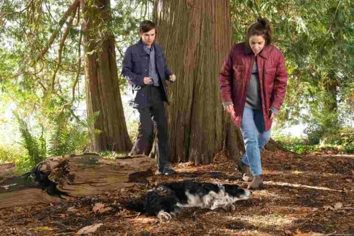 good-doctor-season-6-episode-11-shaun-lea with injured dog-