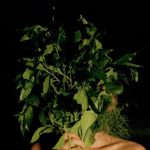 What is ‘Smoke Sauna’ in Smoke Sauna Sisterhood Doc Movie? What is 'Smoke Sauna' in Smoke Sauna Sisterhood Doc Movie?