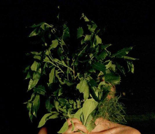 What is ‘Smoke Sauna’ in Smoke Sauna Sisterhood Doc Movie? What is 'Smoke Sauna' in Smoke Sauna Sisterhood Doc Movie?