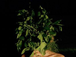 What is 'Smoke Sauna' in Smoke Sauna Sisterhood Doc Movie?