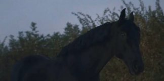 ‘The Nest’ Dead Horse Scene Explained! the-nest- dead-horse-