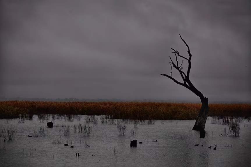 Foe movie Lake Mokoan