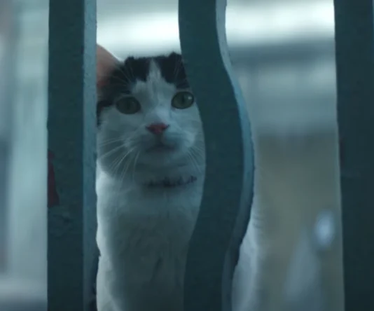 A Quiet Place Day One: Is Frodo a Real Cat or CGI? a-quiet-place-day-one-cat-frodo