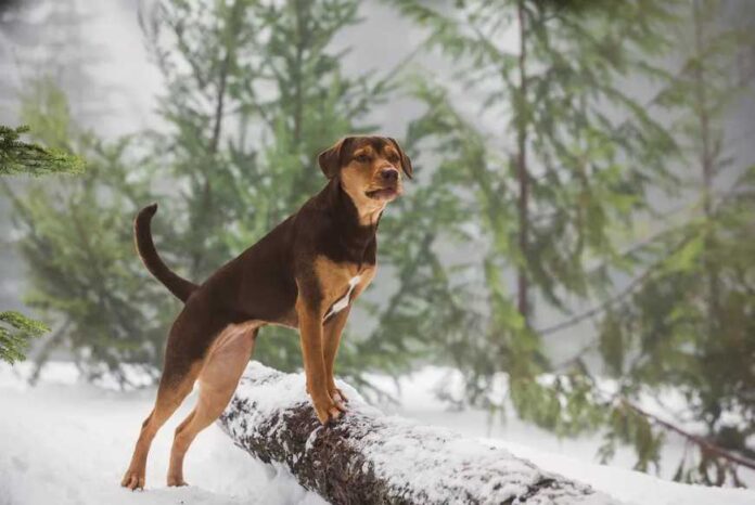A Dog's Way Home true story bella-compressed