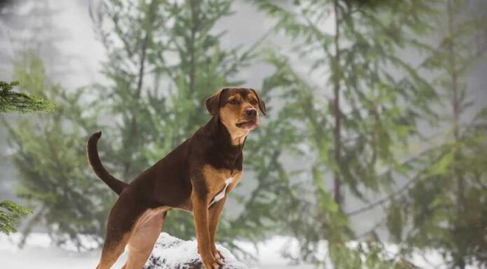 A Dog's Way Home true story bella-compressed